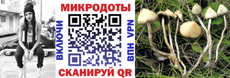 Купить закладки  Шенкурск  Псилоцибиновые грибы Psilocybine cubensis 